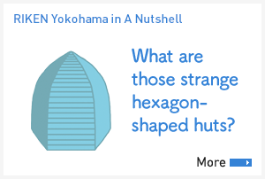 [Us in A Nutshell]What are those strange hexagon-shaped huts?